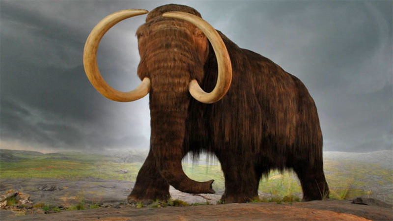 Analizan el genoma del mamut lanudo, desde los primeros ejemplares a los más modernos 