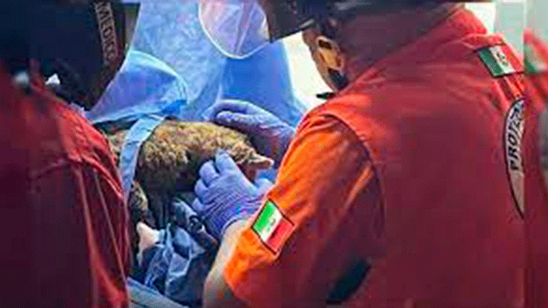 Gatito que fue rescatado en incendio en Central de Abasto, es reportado como grave 