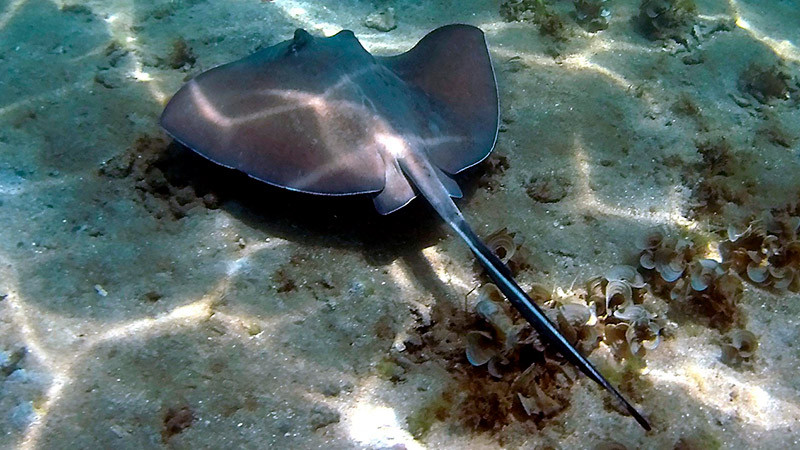Aparecen decenas de mantarrayas muertas en playas de Brasil 