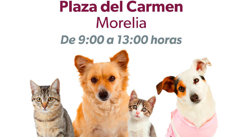 Habilita Secretaría de Salud módulo de vacunación antirrábica en Morelia 