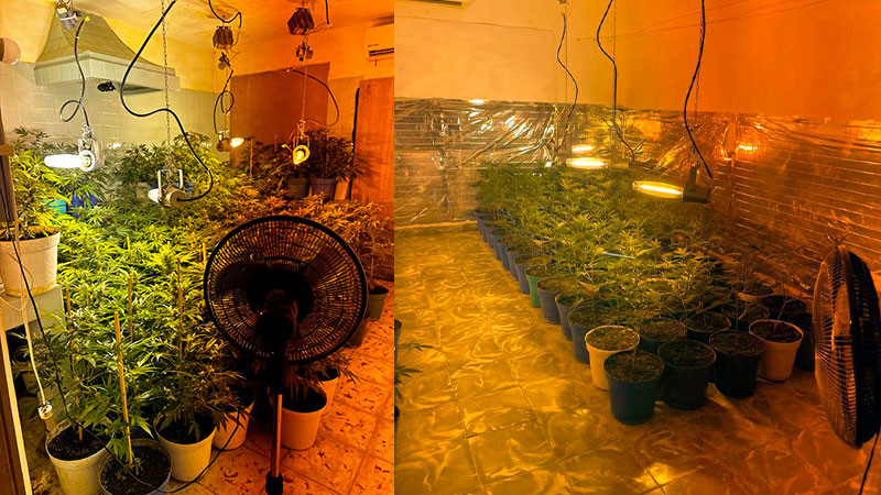 Aseguran invernadero y 360 plantas de marihuana en Santiago, Nuevo León; detienen a uno 