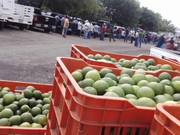 Confían citricultores en que al reducirse esta semana el volumen de limón, repuntara el precio 