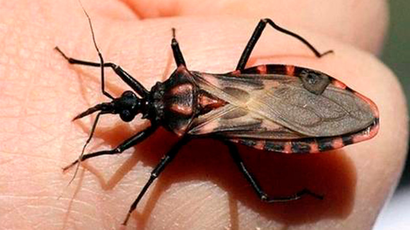 Mantiene Salud Michoacán acciones preventivas ante enfermedad de Chagas 