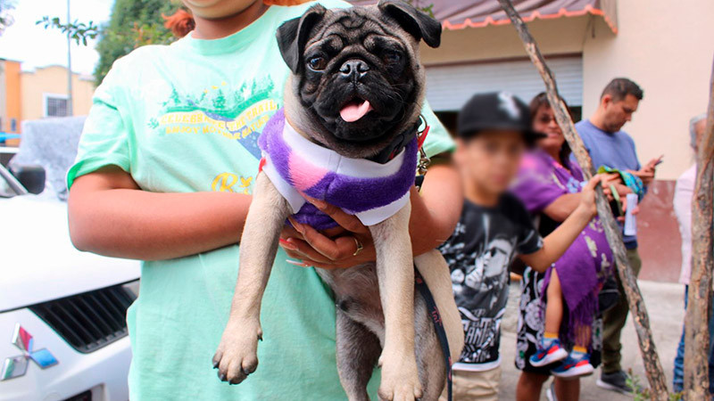 Se suma Icatmi a jornada de esterilización canina y felina del DIF Michoacán