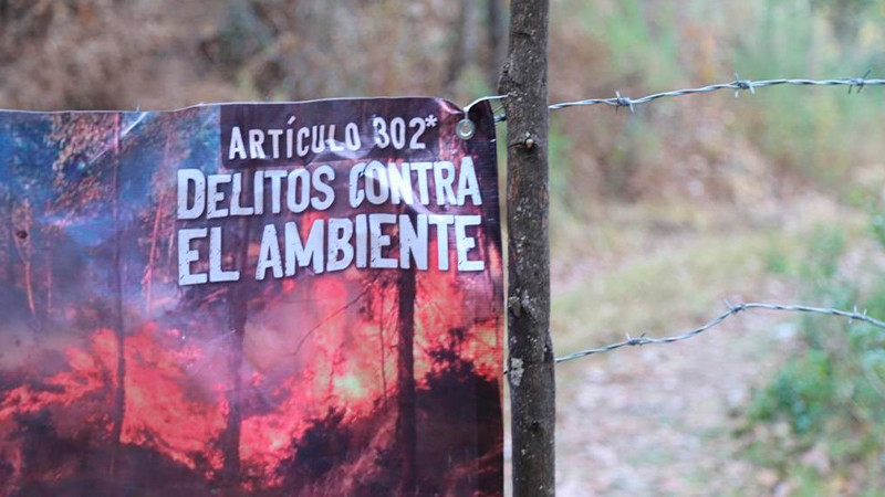 Aseguran en Madero, Michoacán predio incendiado para sembrar aguacate