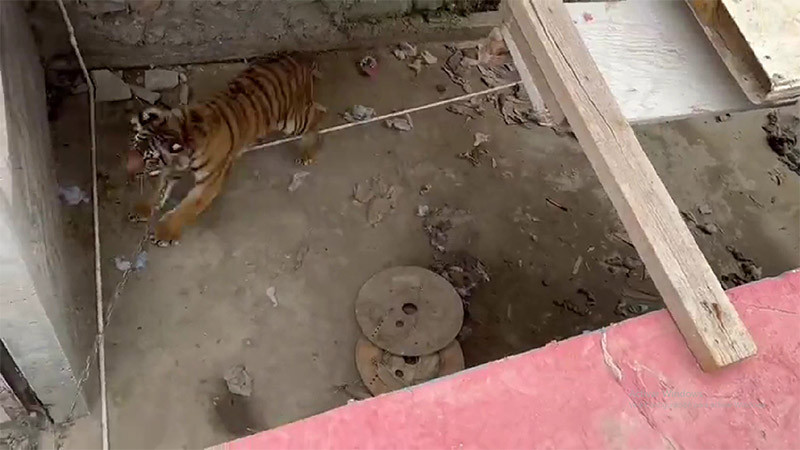 Rescatan a tigre de bengala que se encontraba abandonado en una vivienda de Tijuana 