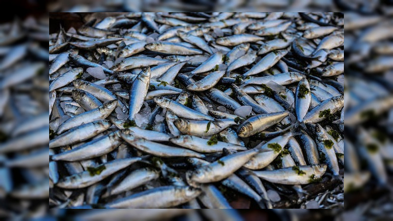 Sequia en laguna Metztitlán, en Hidalgo; mueren miles de peces