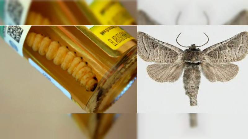 Científicos descubren que el “gusano” del mezcal es en verdad la larva de una polilla 