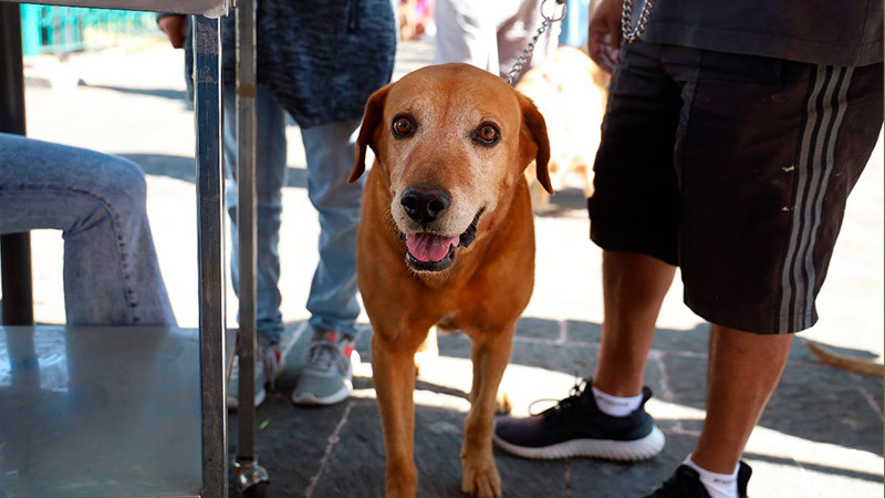 Instaló SSM centros de esterilización canina y felina en 8 municipios de Michoacán 