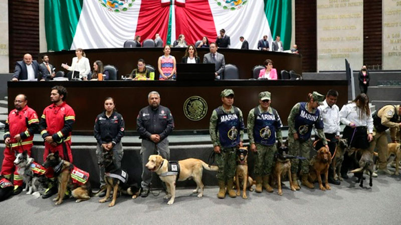 Declaran el 15 de noviembre Día Nacional del Binomio Canino 
