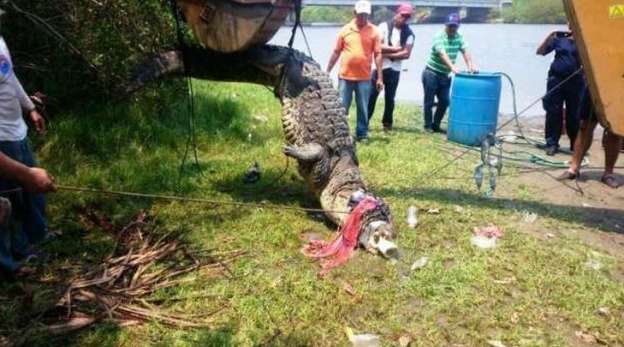 Continúa búsqueda de restos de menor tragado por cocodrilo en Lázaro Cárdenas, Michoacán - Foto 0 