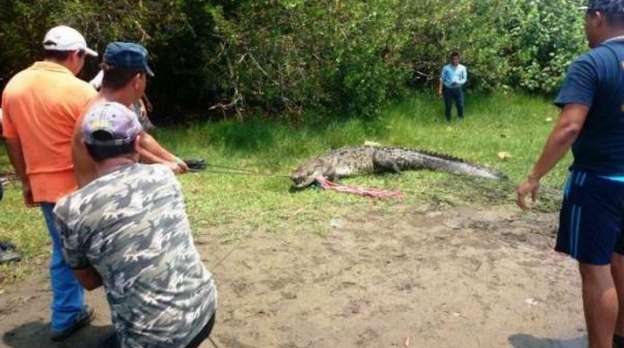 Continúa búsqueda de restos de menor tragado por cocodrilo en Lázaro Cárdenas, Michoacán - Foto 1 