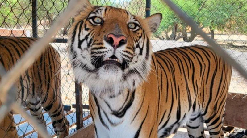 FGR asegura 10 tigres, seis jaguares, cinco leones y más animales silvestres en Jalisco 
