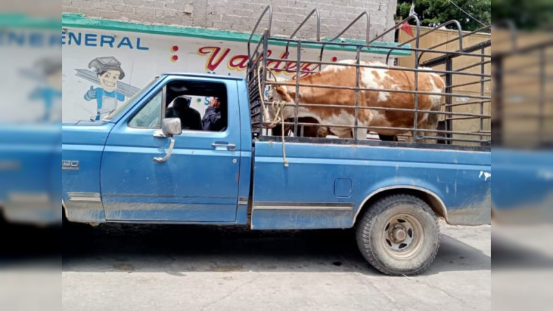 Detienen a presuntos ladrones de ganado en Contepec, Michoacán 