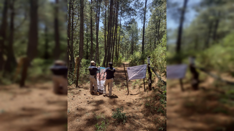 Talan bosque en Morelia para plantar aguacate 