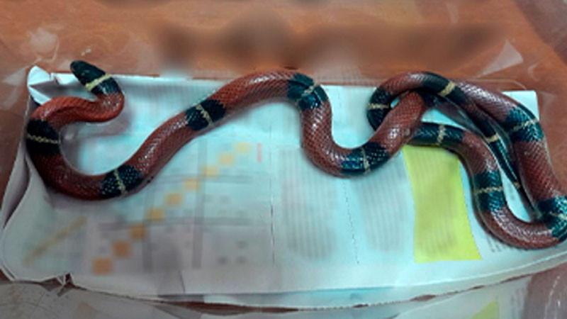 Rescata dos serpientes vivas que pretendían ser enviadas por paquetería en CDMX 