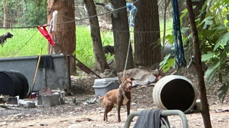 Clausuran criadero clandestino en Nuevo León; había 70 perros maltratados 