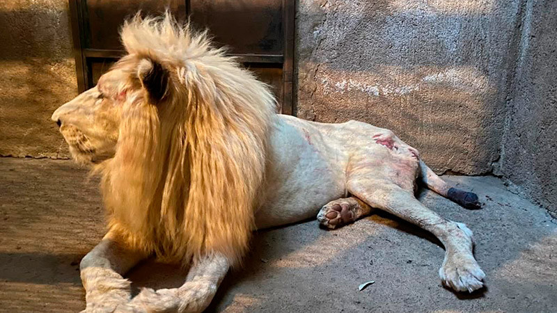 Recibe Zoológico de Morelia a león blanco decomisado por Guardia Civil 