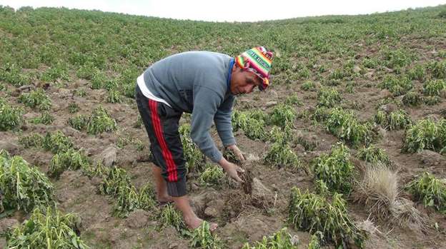 Entregaron apoyos a campesinos que sufrieron problemas por fenómenos climáticos 