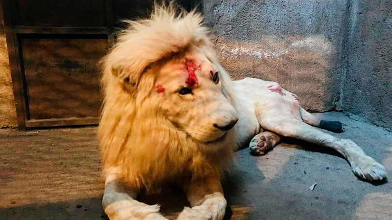 León blanco, especie en peligro de extinción en manos del Zoológico de Morelia