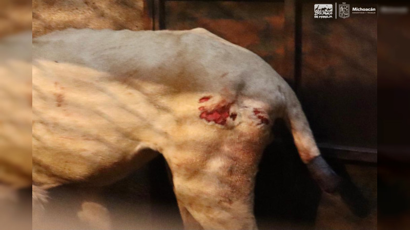 León blanco, especie en peligro de extinción en manos del Zoológico de Morelia