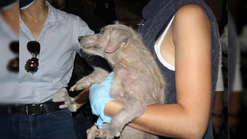 Centro de Atención Animal participa en operativo de decomiso de perros maltratados