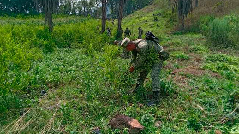 Localizan y destruyen 8 plantíos de coca, en Guerrero; sumaban 4 hectáreas 