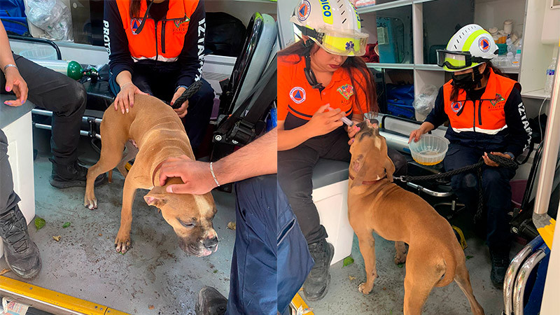 Rescatan a perritos de los escombros tras explosión en casa de Iztapalapa 