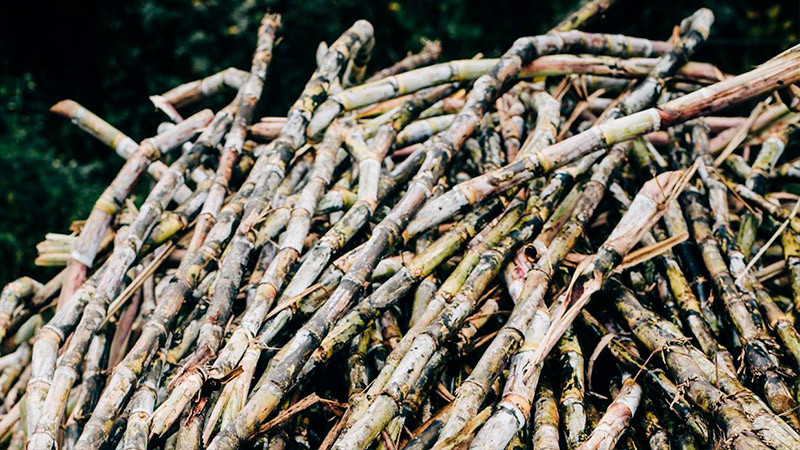 Sequía disminuye producción de azúcar en México en 2023 