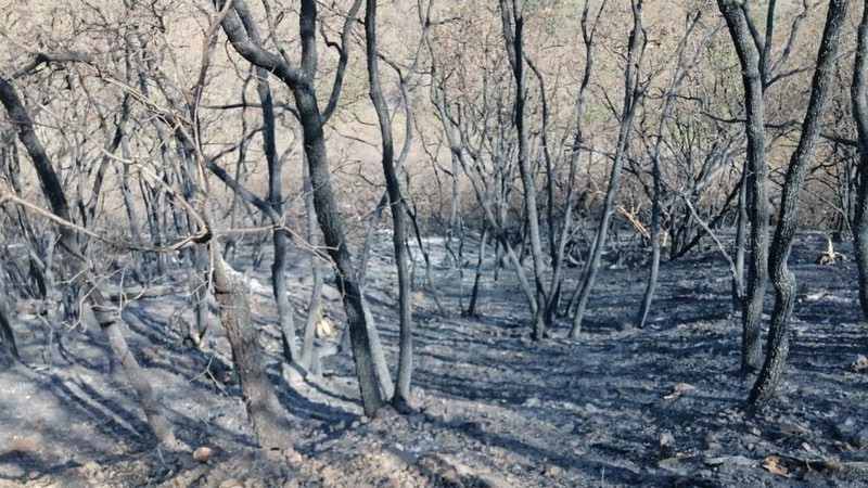 Comuneros controlan incendio en bosque de Mazaltepec, Oaxaca 