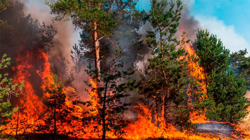 Michoacán acumula 474 incendios forestales en el año: COFOM 