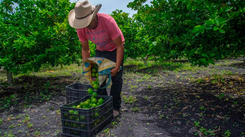 Mayor cosecha de frutas, hortalizas y forrajes impulsan producción agrícola de México 