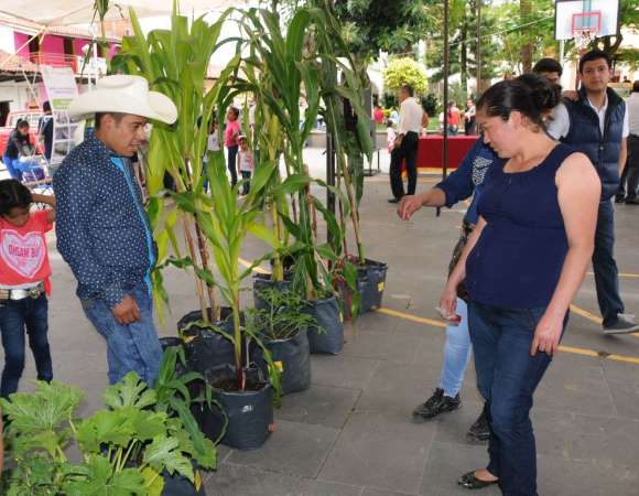 Milpa sustentable, alternativa de siembra exitosa - Foto 0 