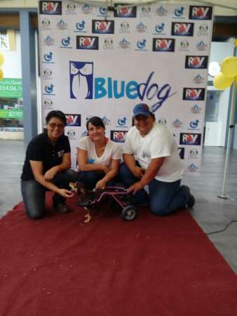 Las dos ferias de adopción, lograron que 54 perros y dos gatitos encontraran un hogar en Morelia  