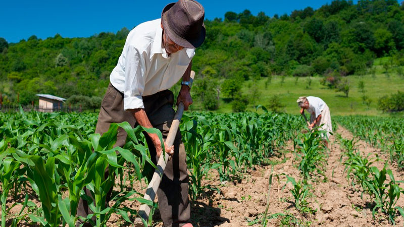 Sanidad vegetal, salvaguarda de la economía del sector primario de México:  Agricultura