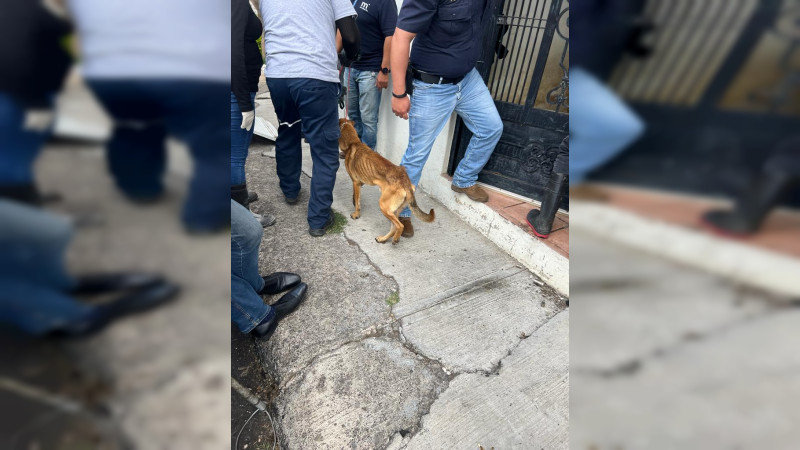 Rescatan a 20 perros y gatos hacinados en una casa en Morelia 