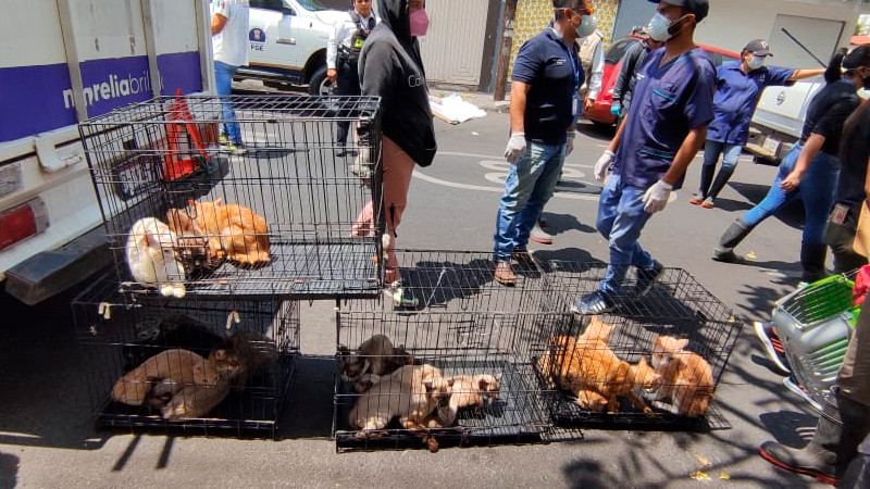 En operativo conjunto se rescatan a 32 perros y 19 gatos en situación de maltrato, en colonia Nueva Chapultepec de Morelia