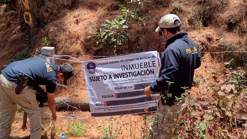 En Tingambato, Michoacán, aseguran predio talado clandestinamente para siembra de aguacate