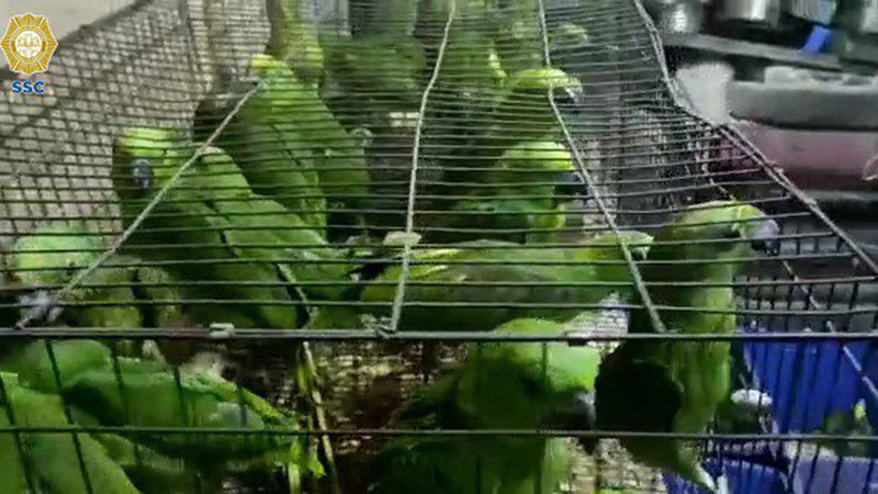 Caen 5 hombres vinculados a una célula criminal, en Iztapalapa; aseguran aves y monos capuchino