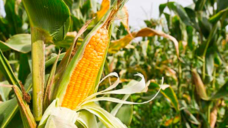 Gobierno de Sinaloa plantea fijar precio local a productores de granos 