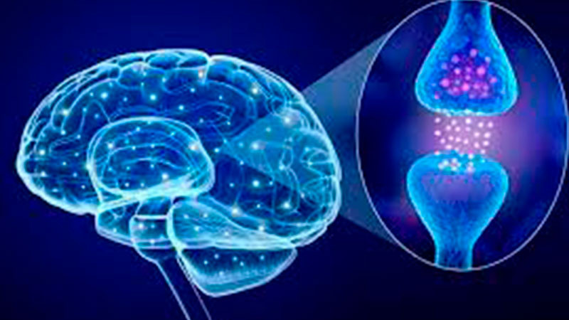 Descubren como proteínas toxicas se propagan por el cerebro en el Alzheimer 