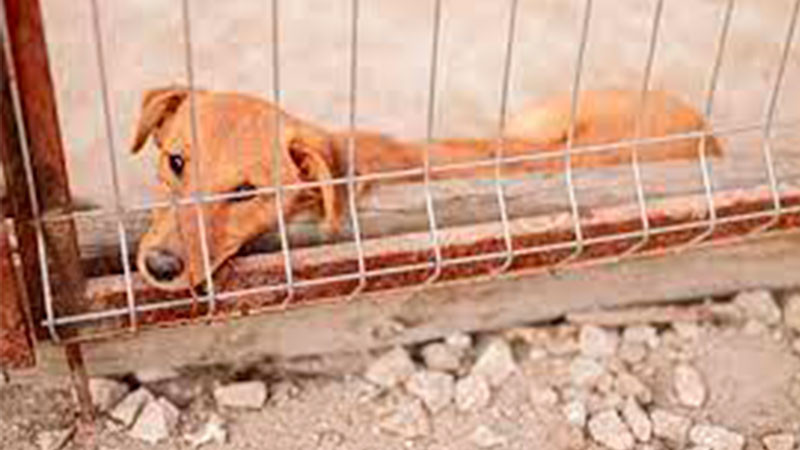Alistan feria de la adopción para el próximo domingo 