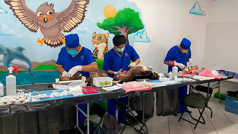 Reporta Salud Michoacán casi 6 mil esterilizaciones caninas y felinas durante 2023