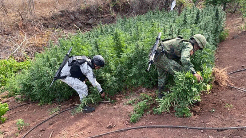 En Michoacán, Guardia Nacional y Ejército Mexicano localizan y destruyen más de 28 mil plantas de marihuana 