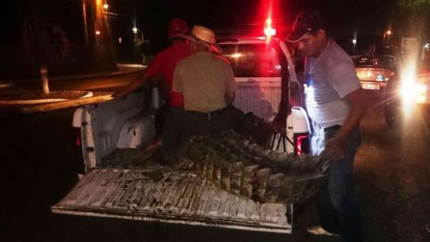 Capturan cocodrilos que se habrían comido a un menor en Lázaro Cárdenas, Michoacán - Foto 3 