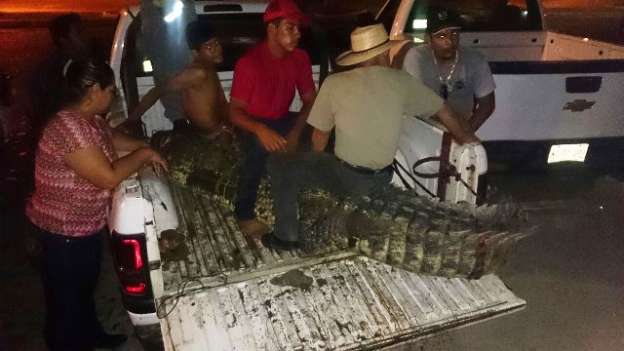 Capturan cocodrilos que se habrían comido a un menor en Lázaro Cárdenas, Michoacán - Foto 4 