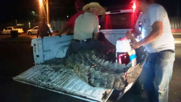 Capturan cocodrilos que se habrían comido a un menor en Lázaro Cárdenas, Michoacán - Foto 5 