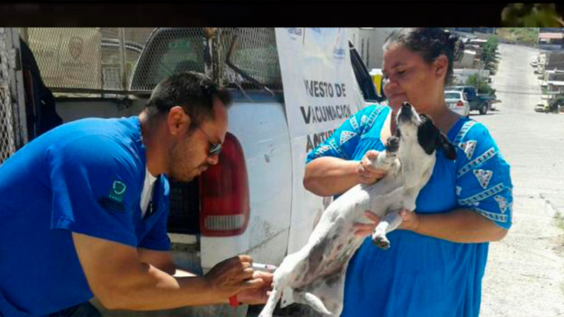 Arranca en Uruapan vacunación antirrábica canina y felina