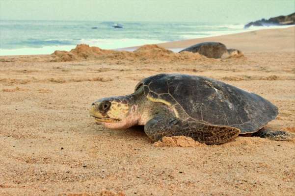 Miles de tortugas llegan a las costas michoacanas - Foto 0 