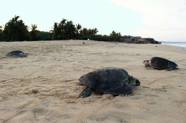 Miles de tortugas llegan a las costas michoacanas - Foto 1 